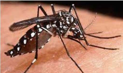 Dengue fever is becoming more critical, similar to COVID: Pediatrician