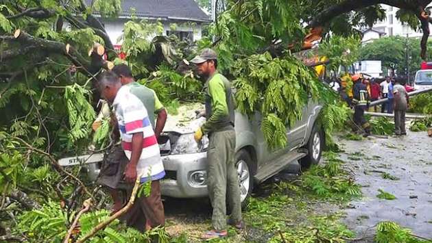 Fallen tree damages seven vehicles in Borella