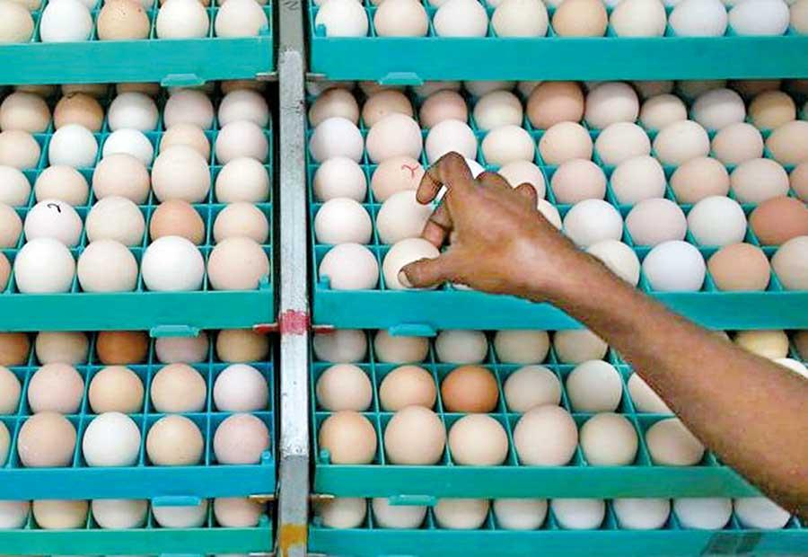 Malaysia’s egg shortage sets Indian hatcheries on path for record