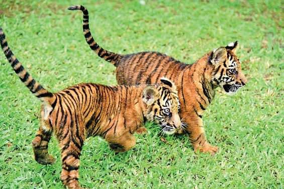 Bengali tiger cubs on show at the zoo