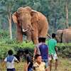 Human–elephant conflict a major national challenge: Wildlife