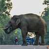Govt steps up action on Ratnapura land, elephant conflict