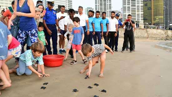 Turtle hatchlings released