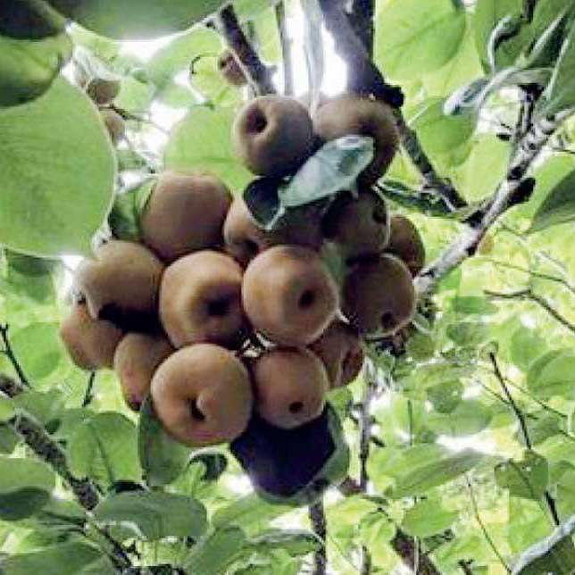 Pear cultivators complain of low prices