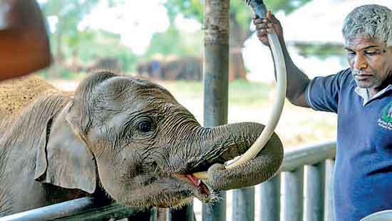 World Wildlife Day 2026: From rescue to rewilding, Kalo’s journey continues