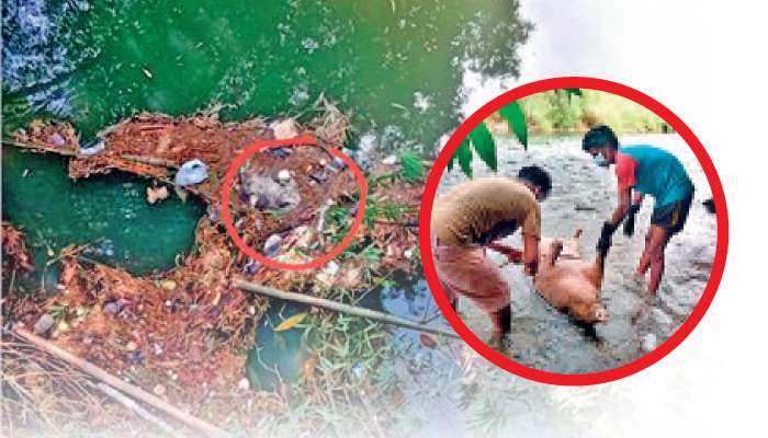Swine flu takes its toll: Mahaweli waters contaminated with wild boar carcasses in Nawalapitiya