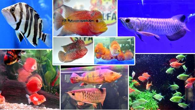 Ornamental fish exhibition...