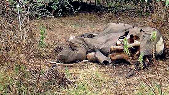 Stop  killing  our elephants