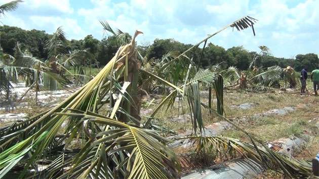 Sixty wild elephants run amok destroying cultivation in A’pura