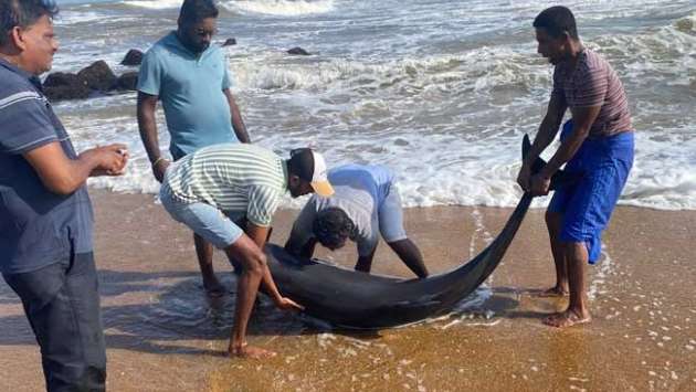 Several Dolphins wash ashore in Kalutara