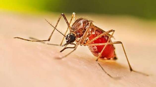 Debate grows over dengue outbreak in Sri Lanka