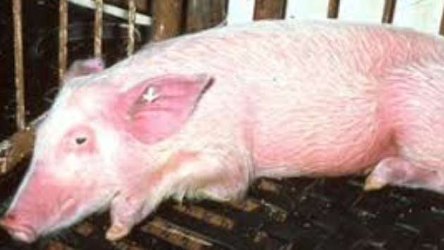 Strict regulations in place after Swine fever outbreak