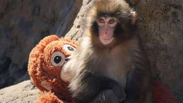 Fans flock to Japan zoo to see viral baby monkey Punch