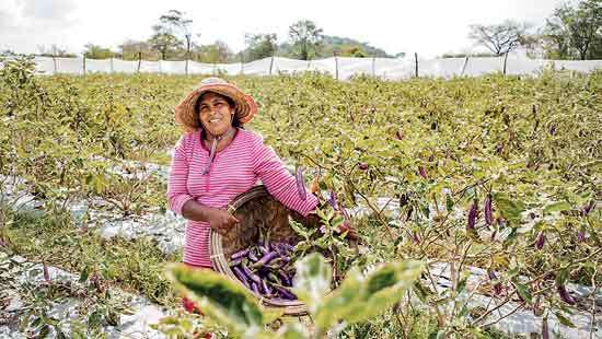 2026 the International year of women farmers: Let women farmers set  Sri Lanka’s rural agenda