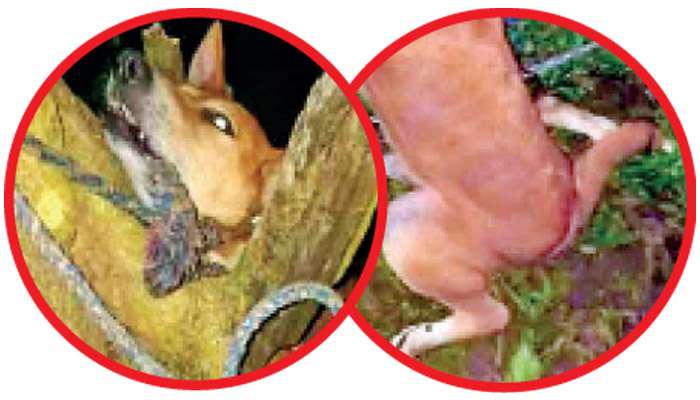 No order to kill it, only to hand it over to goat owner – Mediation Board