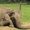 Over 70 wild elephants killed by human activities in seven months
