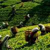Sri Lanka repays $20m Iranian oil debt with tea