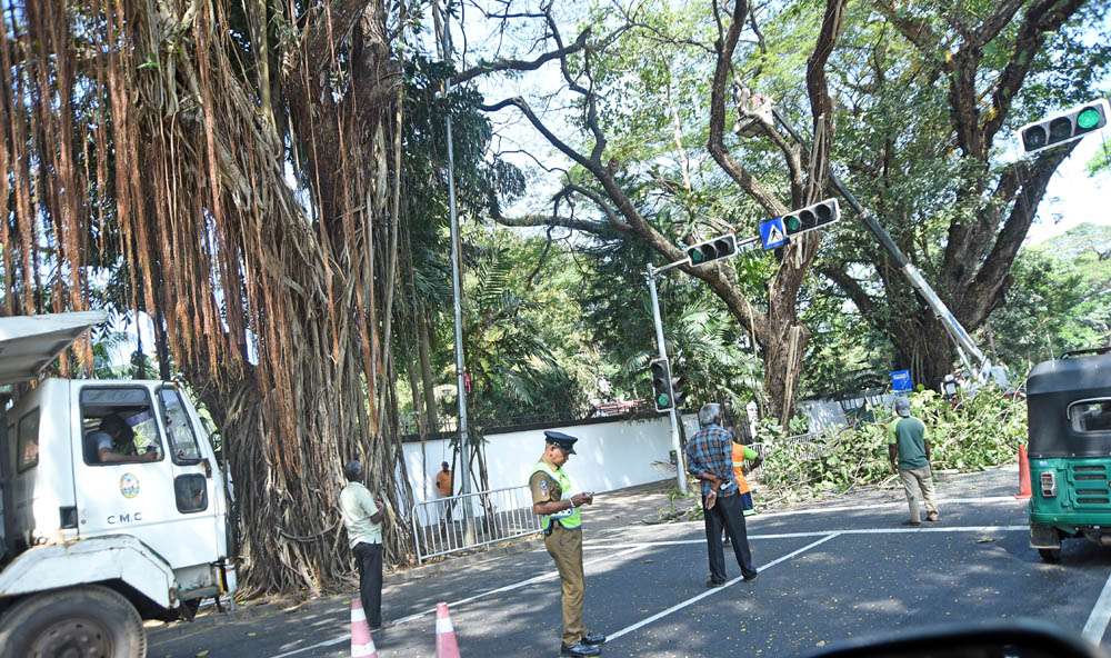 Removal of high-risk trees