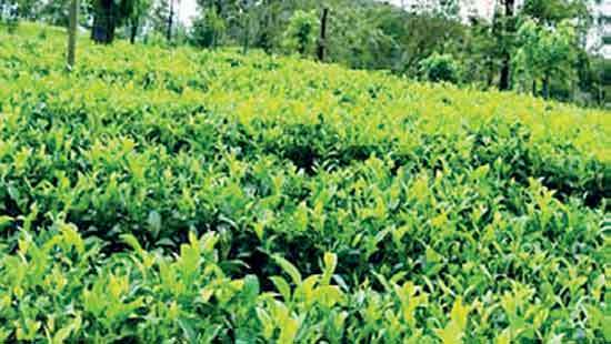Tea auction average slips Rs. 31 in June
