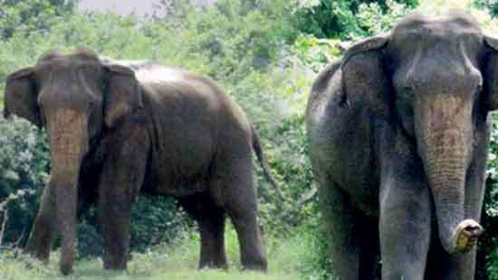 Wild elephant “Kandalame Hedakaraya” receives indigenous treatment