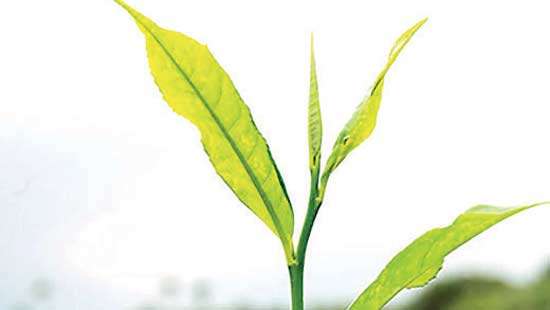 Tea auction offering drops below 5MnKgs this week