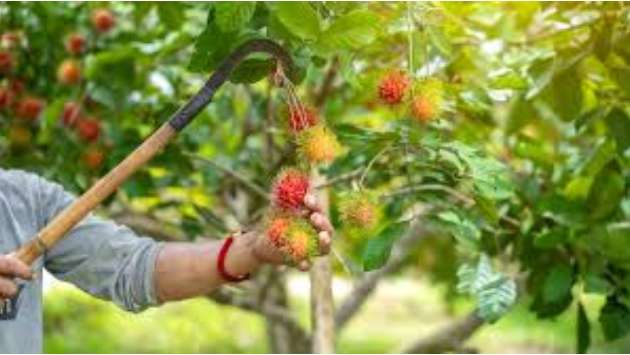 Rise in rambutan-related accidents