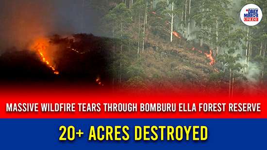 Massive wildfire tears through Bomburu Ella forest reserve  20+ acres destroyed