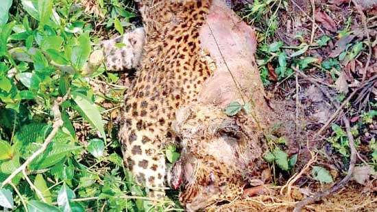 Wildlife conservators discover Leopard carcass sans limbs and teeth