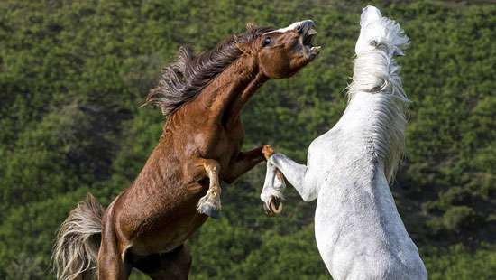 Wild stallions battle over a mare