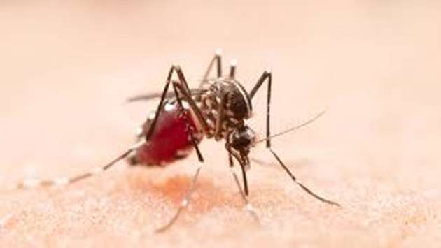 Health experts reject PM’s claims linking dengue surge to ‘new strain’
