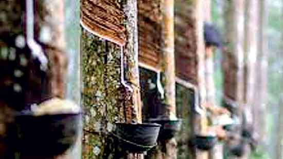 Tariff jitters cast long shadow over SL’s rubber sector