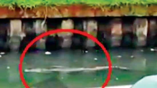 Dehiwala ‘killer croc’ spotted in canal near St. Peter’s college