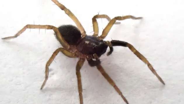 Rare wolf spider rediscovered after 40 years