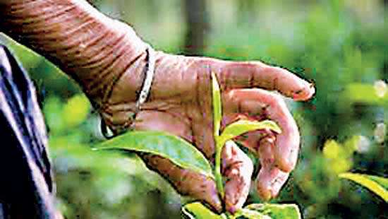 Tea sales average drops in April