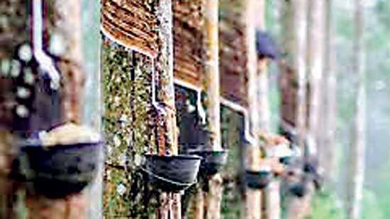 Favourable tapping conditions improve Jan. rubber production