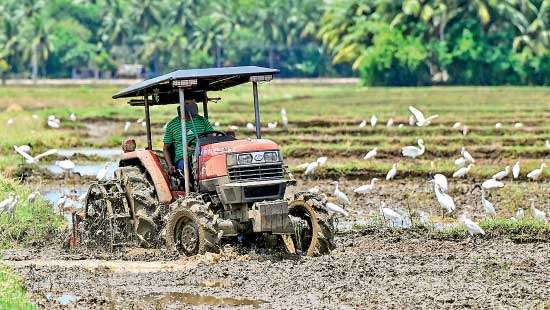 Rice monopoly  continues to put farmers,  consumers in peril