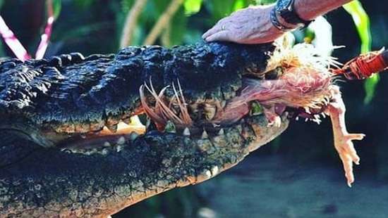 World’s largest captive crocodile Cassius dies in Australia