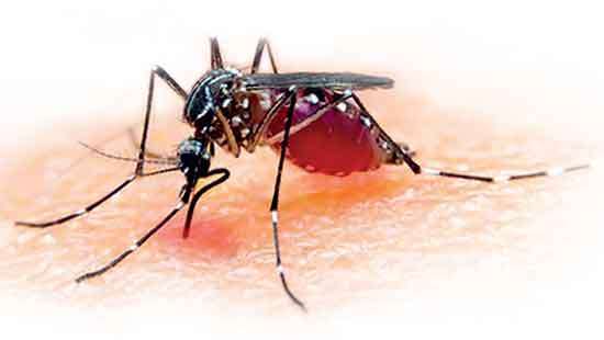 Is threat of Malaria spread looming?