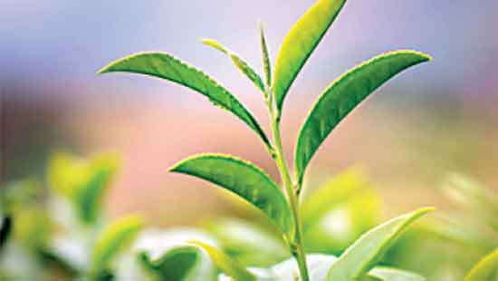Less buying intensity at Colombo Tea Auction this week