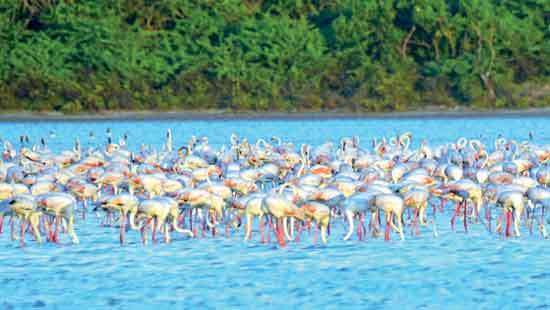 Nations Trust WNPS Lecture Wetlands of  Sri Lanka