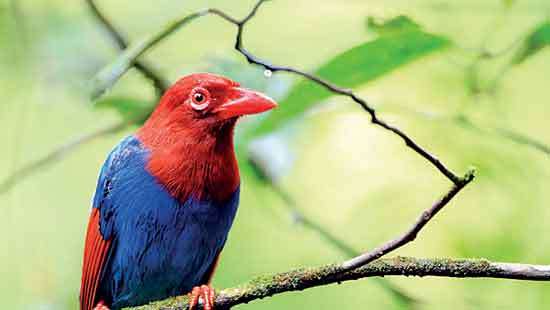 When small human habits meet ecological continuity : Sri Lanka’s Blue Magpie and the hidden economics of a snack wrapper