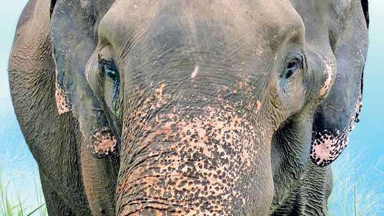 The Curious Case of Rambo  the Elephant of Uda Walawe