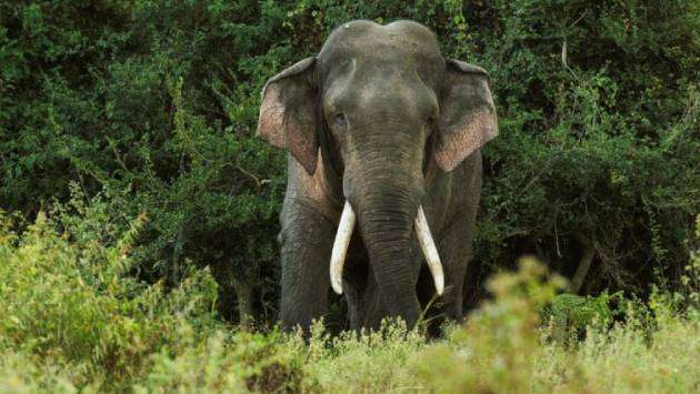 Over 1,200 elephants killed in the last five years
