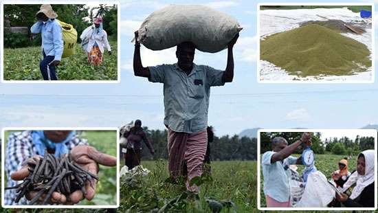 Reaping Green gram harvest