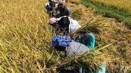 Compensation to farmers whose crops were damaged during Yala season
