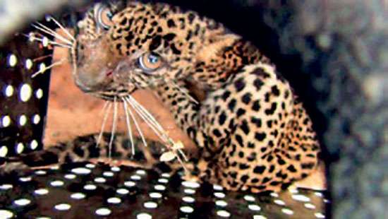 Leopard which entered house at Thalawakele relocated