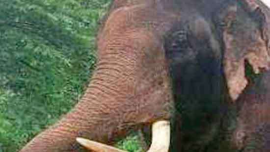 Sri Lanka to lose two more Thai-donated elephants over mistreatment