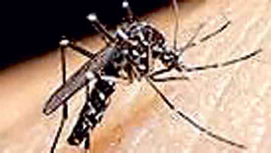 What’s the government doing to control dengue?