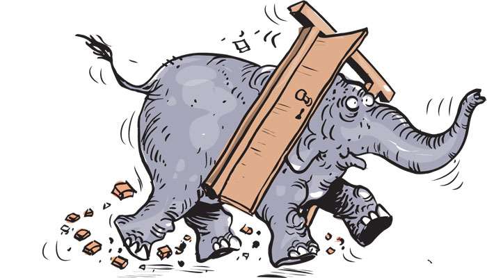 Wild elephant knocks on doors at night, turns aggressive if not opened