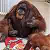 World’s oldest orangutan Bella celebrates 63rd birthday